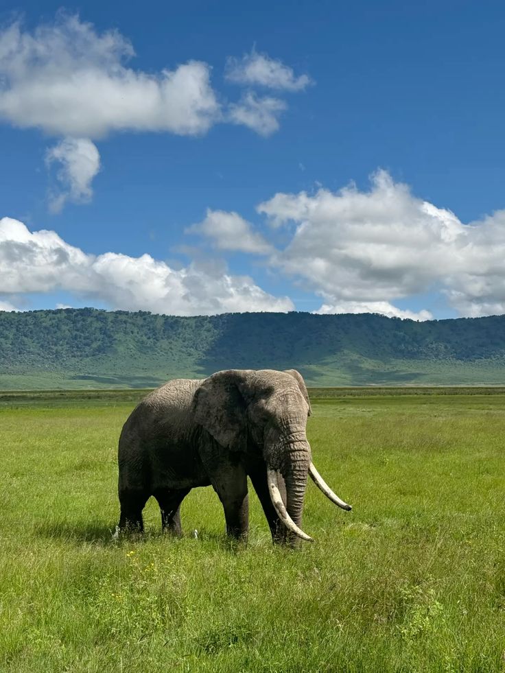 6 Days Big Five & Materuni Safari